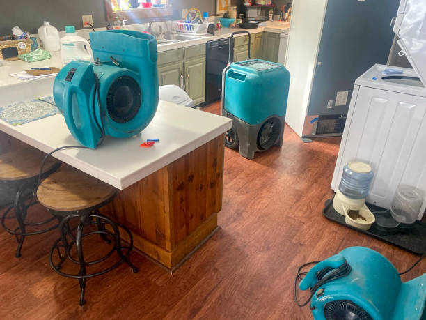 Best Mold removal after water damage  in Leipsic, OH